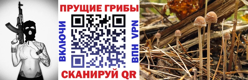 наркошоп  Устюжна  Галлюциногенные грибы Psilocybe 